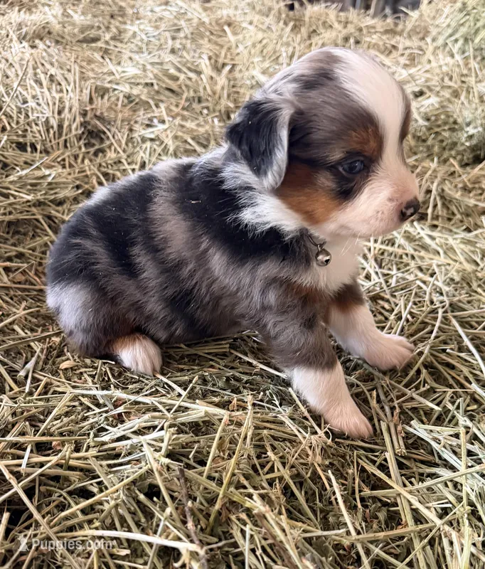 L-Blue – Toy Australian Shepherd puppy for sale in Polk City, FL