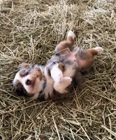 L-Blue, a male Toy Australian Shepherd for sale in Polk City, FL – Photo 8 of 10