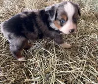 L-Blue, a male Toy Australian Shepherd for sale in Polk City, FL – Photo 4 of 10