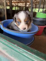 L-Blue, a male Toy Australian Shepherd for sale in Polk City, FL – Photo 9 of 10