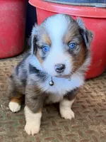 L-Blue, a male Toy Australian Shepherd for sale in Polk City, FL – Photo 2 of 10