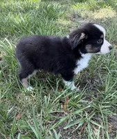 B-Bailey , a male Toy Australian Shepherd for sale in Polk City, FL – 8 of 10
