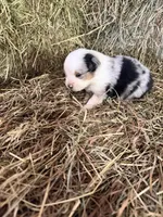 R-Ricky, a male Miniature Australian Shepherd for sale in Polk City, FL – Photo 4 of 8