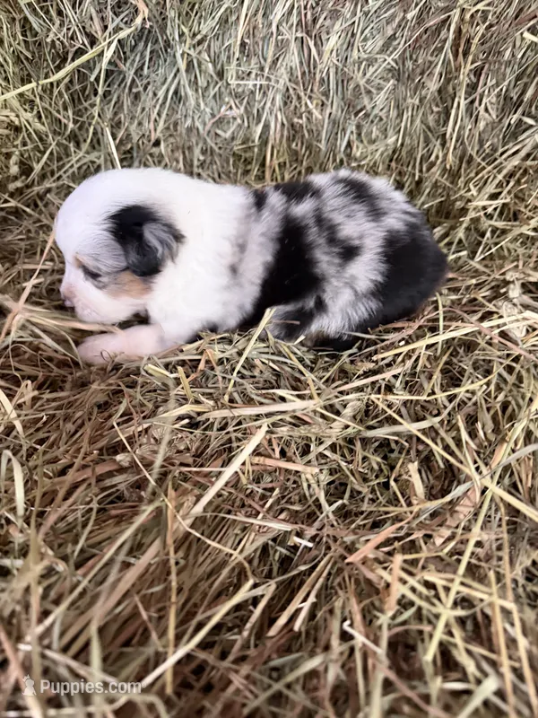 R-Ricky – Miniature Australian Shepherd puppy for sale in Polk City, FL