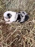 R-Ricky, a male Miniature Australian Shepherd for sale in Polk City, FL – Photo 1 of 8