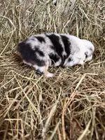 R-Ricky, a male Miniature Australian Shepherd for sale in Polk City, FL – Photo 2 of 8