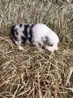 R-Ricky, a male Miniature Australian Shepherd for sale in Polk City, FL – Photo 6 of 8