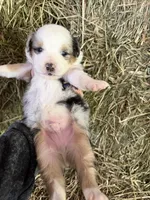 R-Ricky, a male Miniature Australian Shepherd for sale in Polk City, FL – Photo 3 of 8