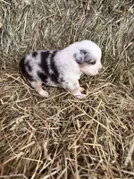 R-Ricky, a male Miniature Australian Shepherd for sale in Polk City, FL – Photo 8 of 8