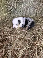 R-Ricky, a male Miniature Australian Shepherd for sale in Polk City, FL – Photo 5 of 8