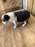 R-Rae, a female Miniature Australian Shepherd for sale in Polk City, FL – Photo 4 of 8