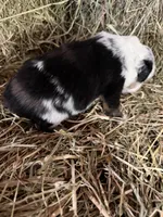 R-Rae, a female Miniature Australian Shepherd for sale in Polk City, FL – Photo 3 of 8