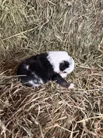 R-Rae, a female Miniature Australian Shepherd for sale in Polk City, FL – Photo 8 of 8