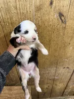 R-Rae, a female Miniature Australian Shepherd for sale in Polk City, FL – Photo 2 of 8
