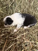 R-Rae, a female Miniature Australian Shepherd for sale in Polk City, FL – Photo 7 of 8
