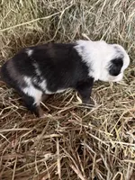R-Rae, a female Miniature Australian Shepherd for sale in Polk City, FL – Photo 5 of 8