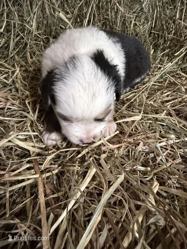 R-Rae – Miniature Australian Shepherd puppy for sale in Polk City, FL
