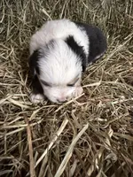 R-Rae, a female Miniature Australian Shepherd for sale in Polk City, FL – Photo 1 of 8