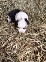 R-Rae, a female Miniature Australian Shepherd for sale in Polk City, FL – Photo 6 of 8