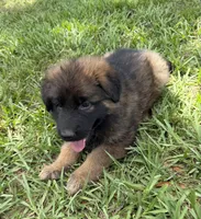 S-Samson, a male German Shepherd Dog for sale in Polk City, FL – 8 of 10