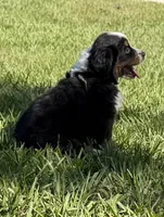 G-yellow, a female Miniature American Shepherd for sale in Polk City, FL – 1 of 10