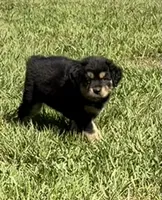 G-Pink, a female Miniature American Shepherd for sale in Polk City, FL – 5 of 10