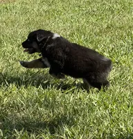 G-purple , a female Miniature American Shepherd for sale in Polk City, FL – 3 of 10