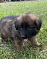 S-Samson, a male German Shepherd Dog for sale in Polk City, FL – 1 of 10