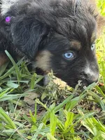 G-purple , a female Miniature American Shepherd for sale in Polk City, FL – 7 of 10