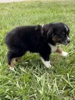 P-Pepe , a male Toy Australian Shepherd for sale in Polk City, FL – 3 of 10