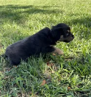 G-Red, a male Miniature American Shepherd for sale in Polk City, FL – 6 of 10