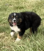 P-Pepe , a male Toy Australian Shepherd for sale in Polk City, FL – 2 of 10