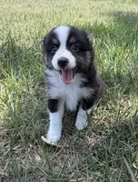B-Bailey , a male Toy Australian Shepherd for sale in Polk City, FL – 10 of 10