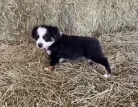 Ri-Purla, a female Toy Australian Shepherd for sale in Polk City, FL – Photo 5 of 10