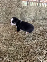 Ri-Purla, a female Toy Australian Shepherd for sale in Polk City, FL – Photo 10 of 10