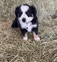 Ri-Purla, a female Toy Australian Shepherd for sale in Polk City, FL – Photo 1 of 10