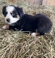 Ri-Purla, a female Toy Australian Shepherd for sale in Polk City, FL – Photo 2 of 10