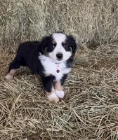 Ri-Purla, a female Toy Australian Shepherd for sale in Polk City, FL – Photo 4 of 10