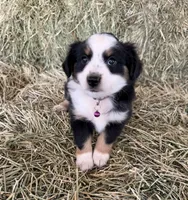 Ri-Purla, a female Toy Australian Shepherd for sale in Polk City, FL – Photo 3 of 10