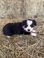 Ri-Purla, a female Toy Australian Shepherd for sale in Polk City, FL – Photo 7 of 10