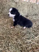 Ri-Purla, a female Toy Australian Shepherd for sale in Polk City, FL – Photo 9 of 10