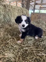 Ri-Purla, a female Toy Australian Shepherd for sale in Polk City, FL – Photo 6 of 10