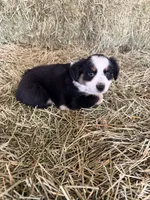 Ri-Purla, a female Toy Australian Shepherd for sale in Polk City, FL – Photo 8 of 10