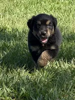 G-Red, a male Miniature American Shepherd for sale in Polk City, FL – 2 of 10