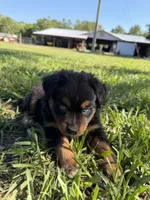 G-Green, a female Miniature American Shepherd for sale in Polk City, FL – 9 of 10