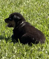 G-Green, a female Miniature American Shepherd for sale in Polk City, FL – 5 of 10