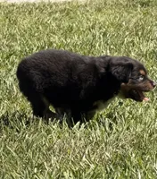 G-Green, a female Miniature American Shepherd for sale in Polk City, FL – 4 of 10