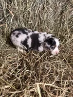 P-Petey , a male Toy Australian Shepherd for sale in Polk City, FL – Photo 10 of 10