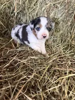 P-Petey , a male Toy Australian Shepherd for sale in Polk City, FL – Photo 6 of 10