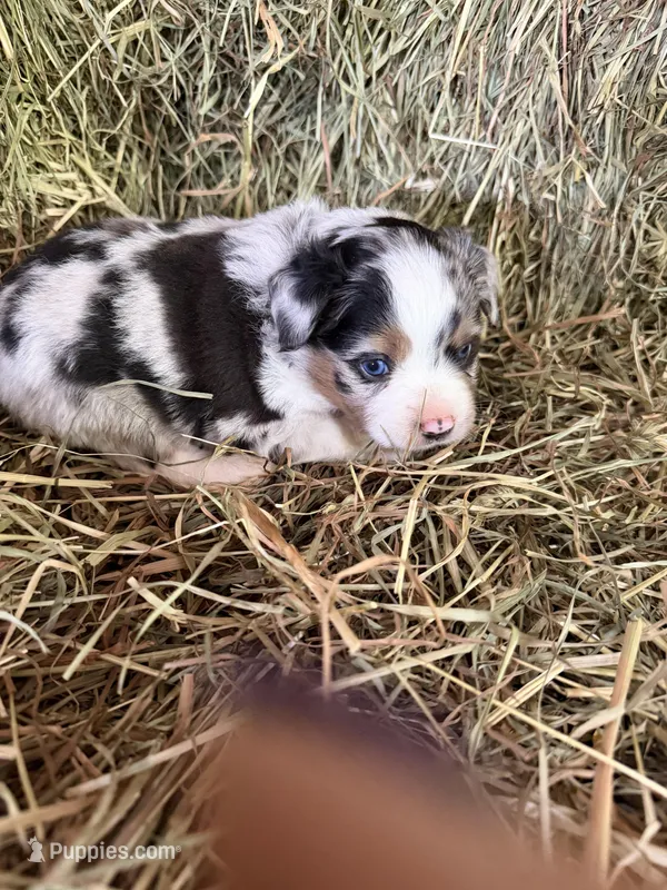 P-Petey  – Toy Australian Shepherd puppy for sale in Polk City, FL